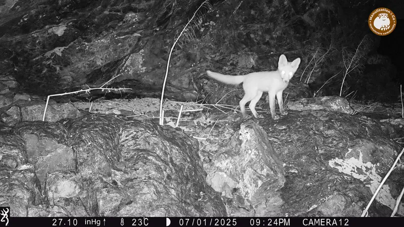 A photograph of Red fox from Zhundy 1 camera trap