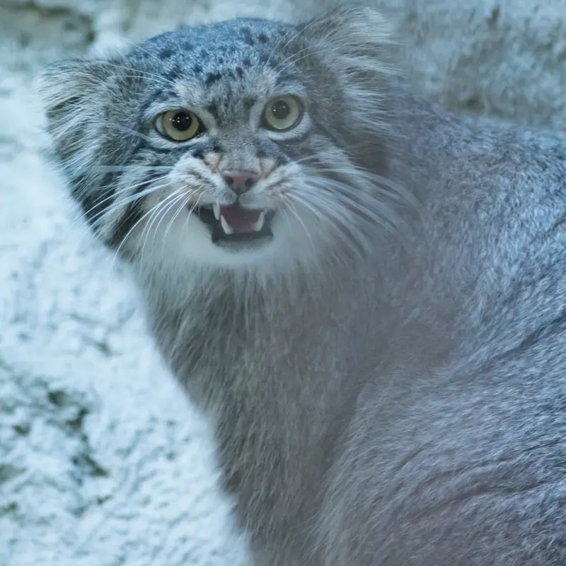 A photograph of Figa in Nogeyama Zoo