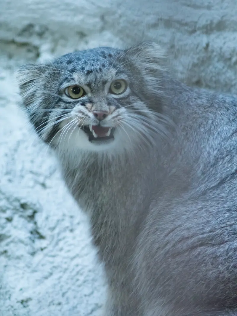 A photograph of Figa in Nogeyama Zoo