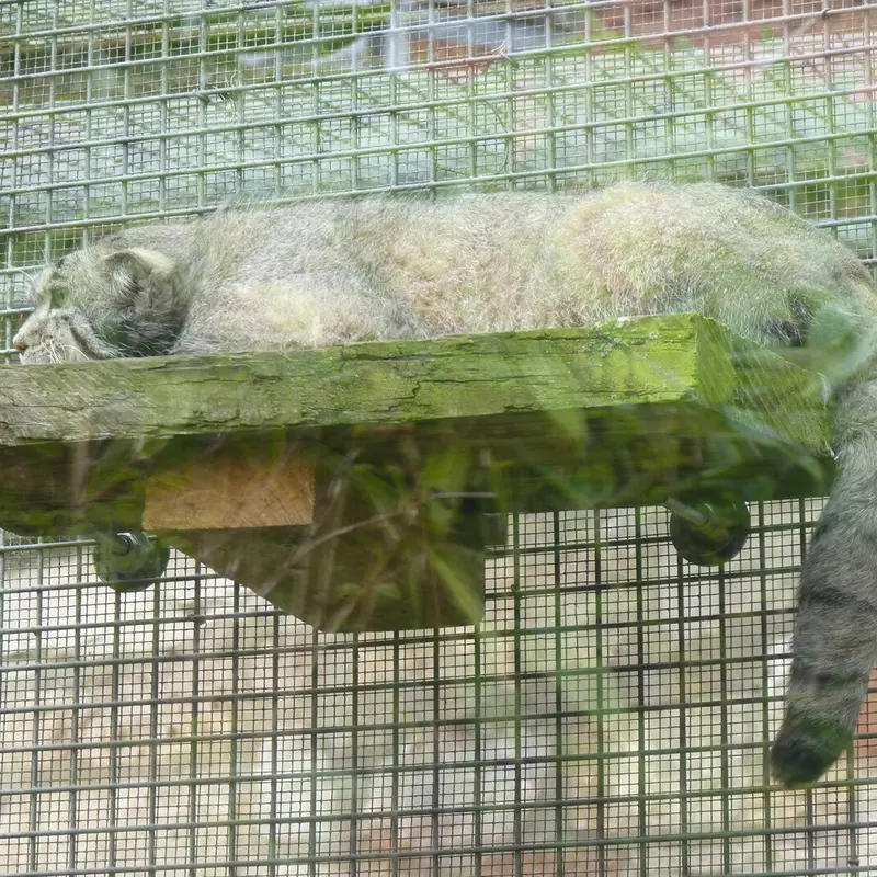 A photograph of Akiko in Edinburgh Zoo