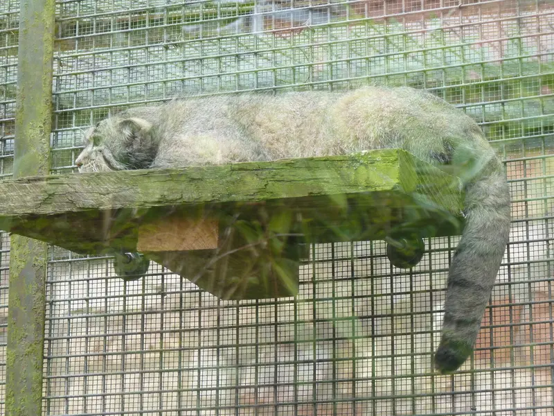 A photograph of Akiko in Edinburgh Zoo