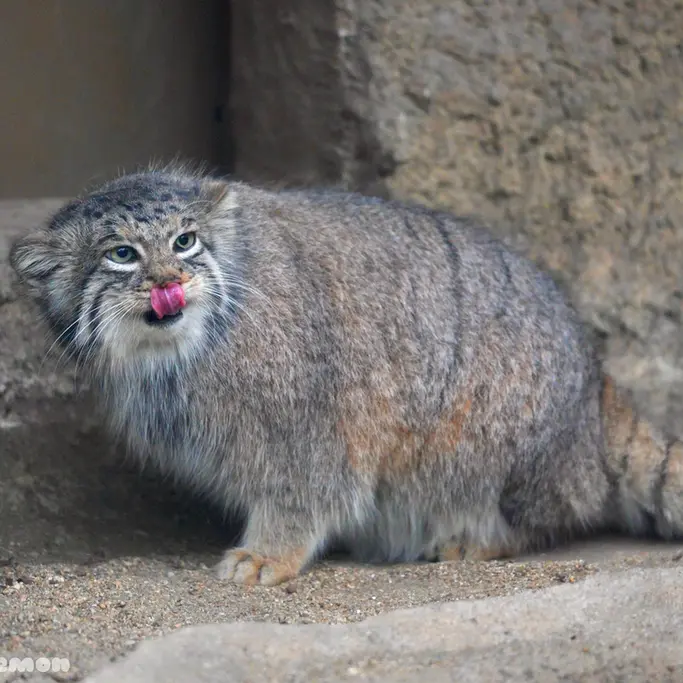 A photograph of Az in Kobe Animal Kingdom