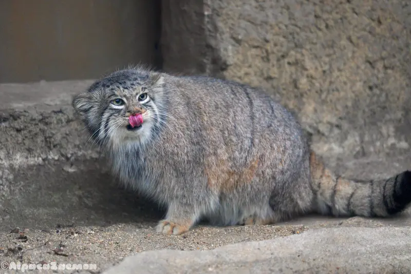 A photograph of Az in Kobe Animal Kingdom