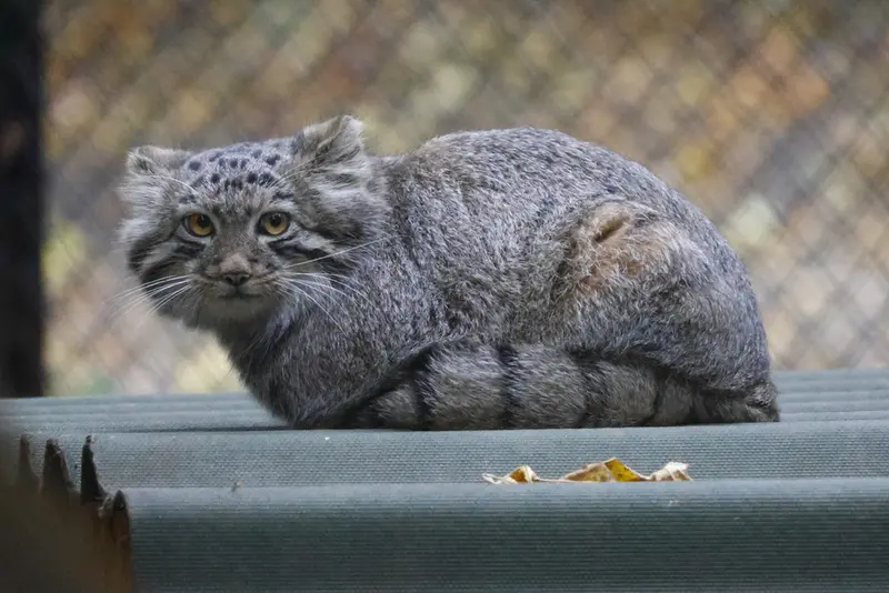 A photograph of Son of Snezhana b.2026 Ⅲ in Novosibirsk Zoo