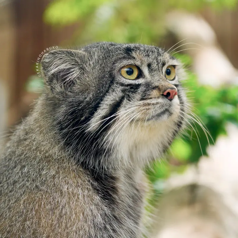 A photograph of a Pallas's cat in Kobe Animal Kingdom