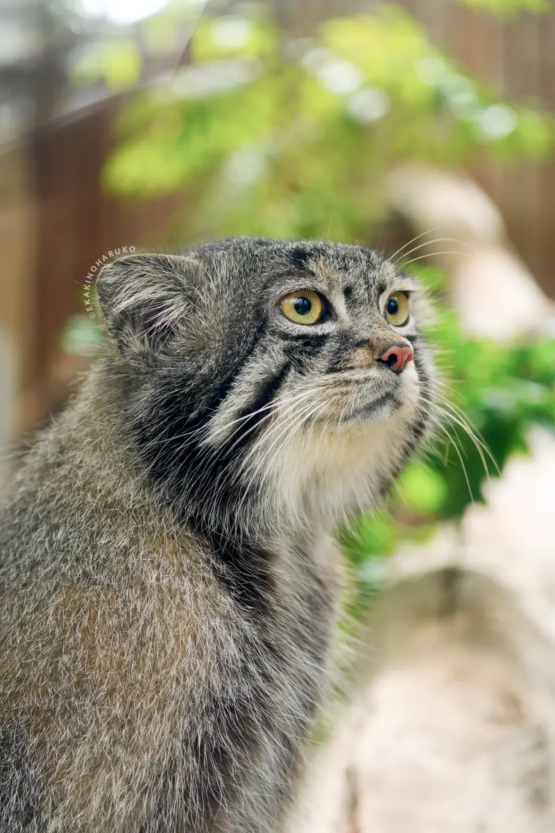 A photograph of a Pallas's cat in Kobe Animal Kingdom