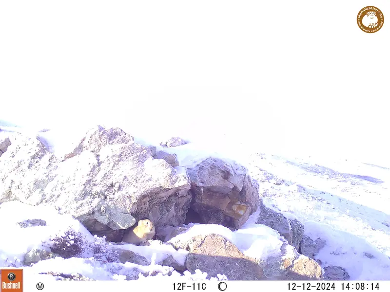 A photograph of Pika from Besshoky 1 camera trap