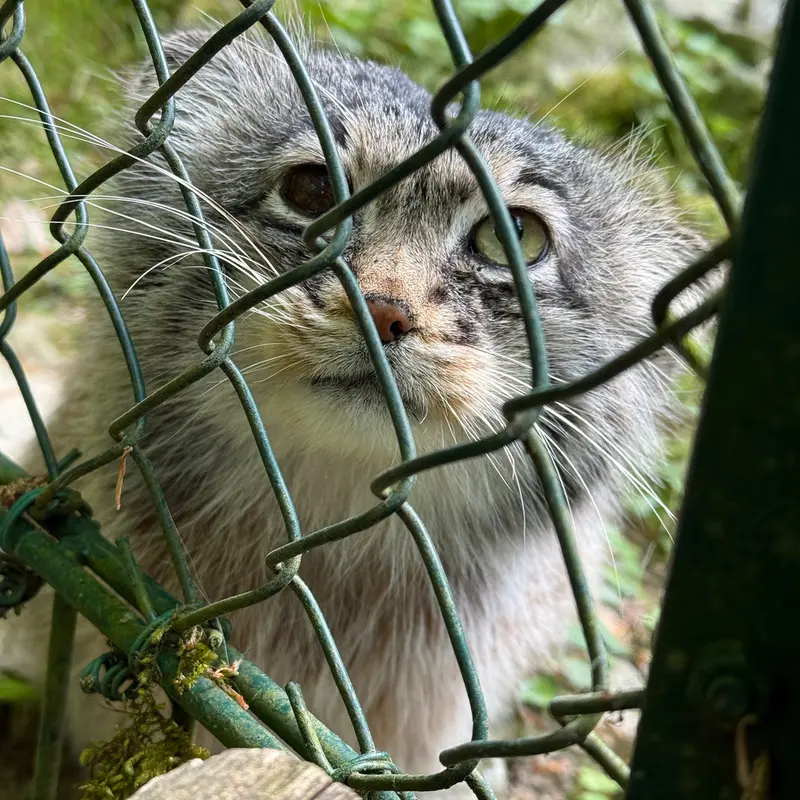 A photograph of Batu in Opel Zoo