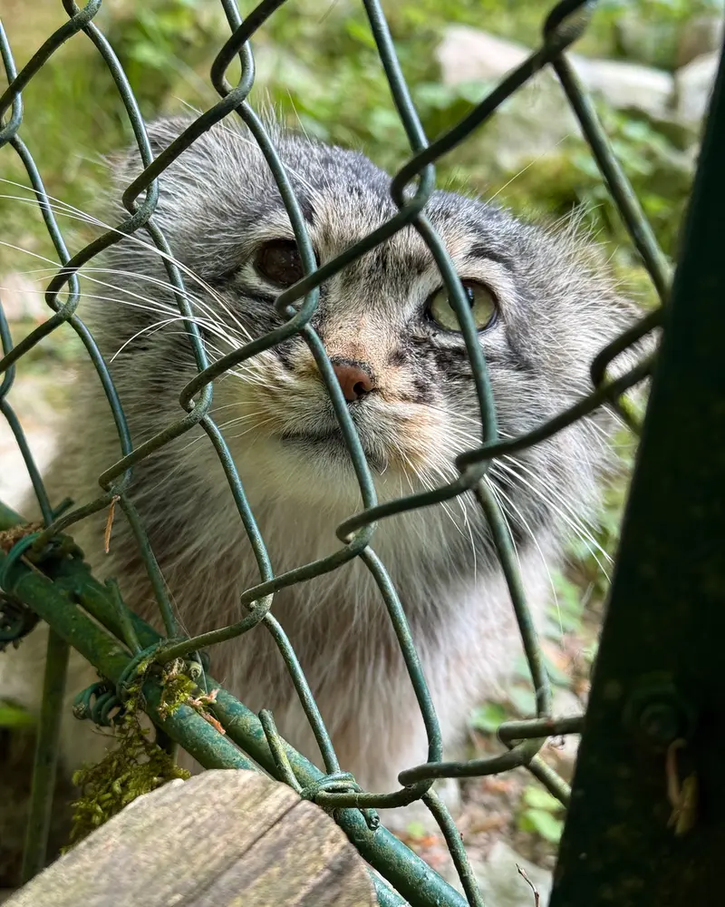 A photograph of Batu in Opel Zoo
