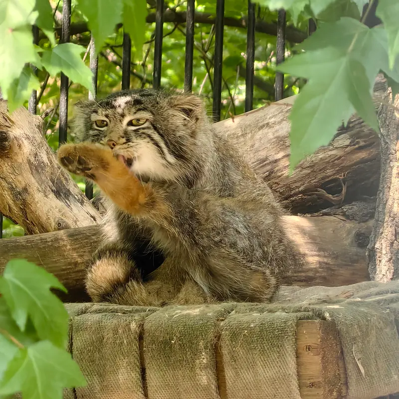 A photograph of Son of  Eve 2024 Ⅳ in Novosibirsk Zoo