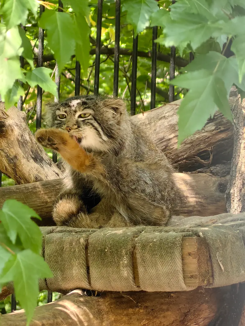 A photograph of Son of  Eve 2024 Ⅳ in Novosibirsk Zoo