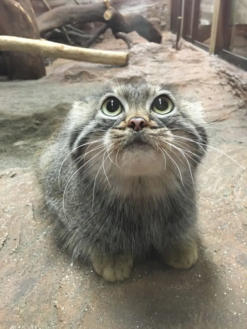 A photograph of a Pallas's cat