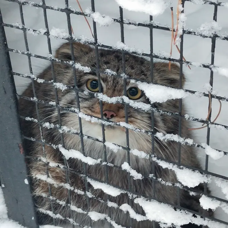 A photograph of Grey in Novosibirsk Zoo