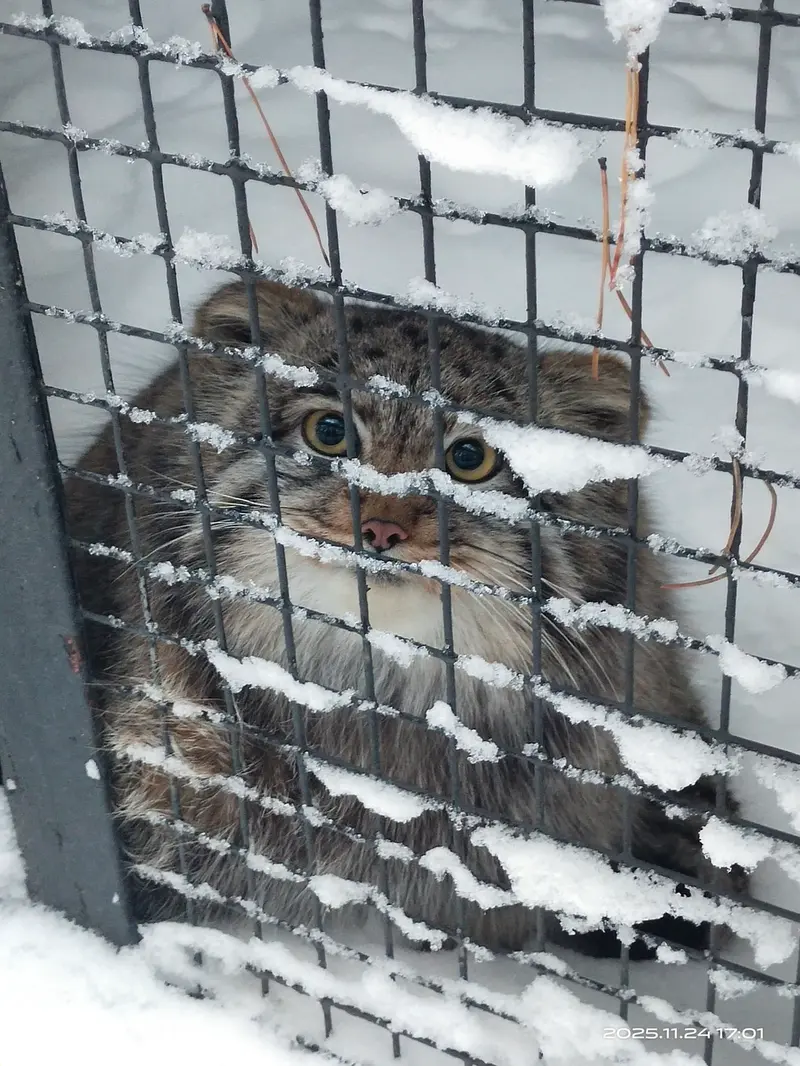A photograph of Grey in Novosibirsk Zoo