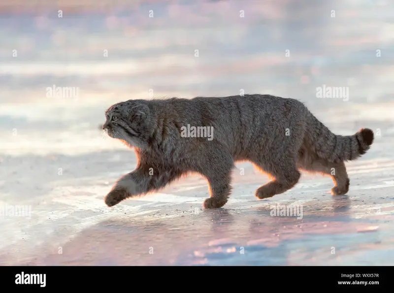 manul side pictures?? (please help)