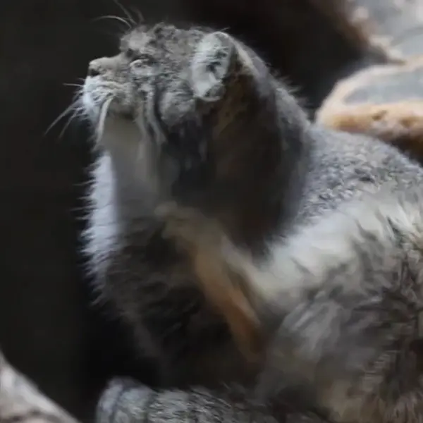 A photograph of a Pallas's cat in Ueno Zoological Gardens