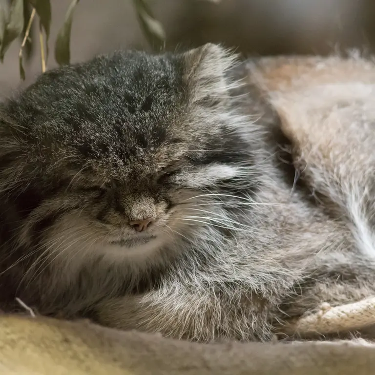 A photograph of Klyon in Ueno Zoological Gardens