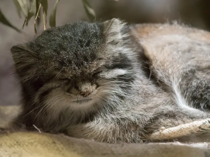 A photograph of Klyon in Ueno Zoological Gardens