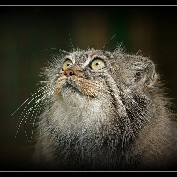 A photograph of Tula in The Big Cat Sanctuary