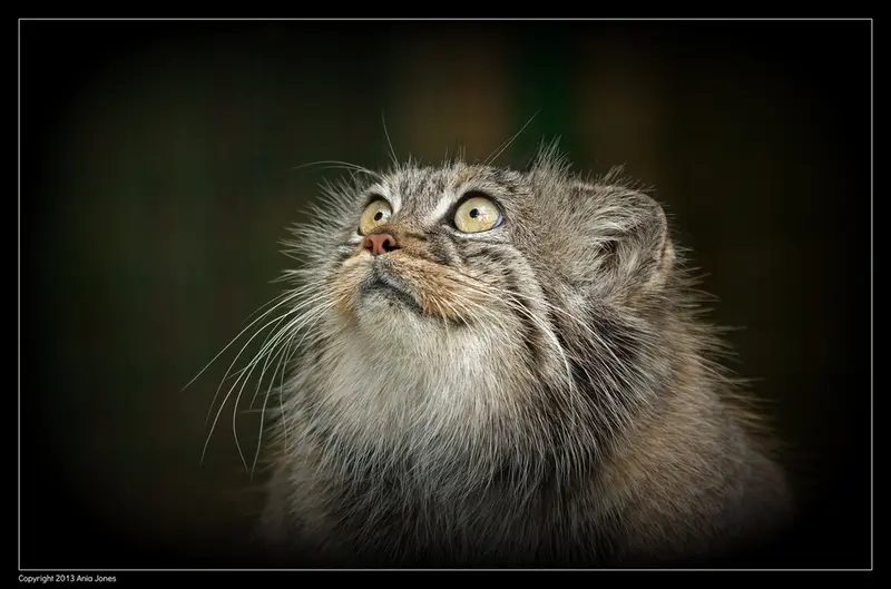 A photograph of Tula in The Big Cat Sanctuary