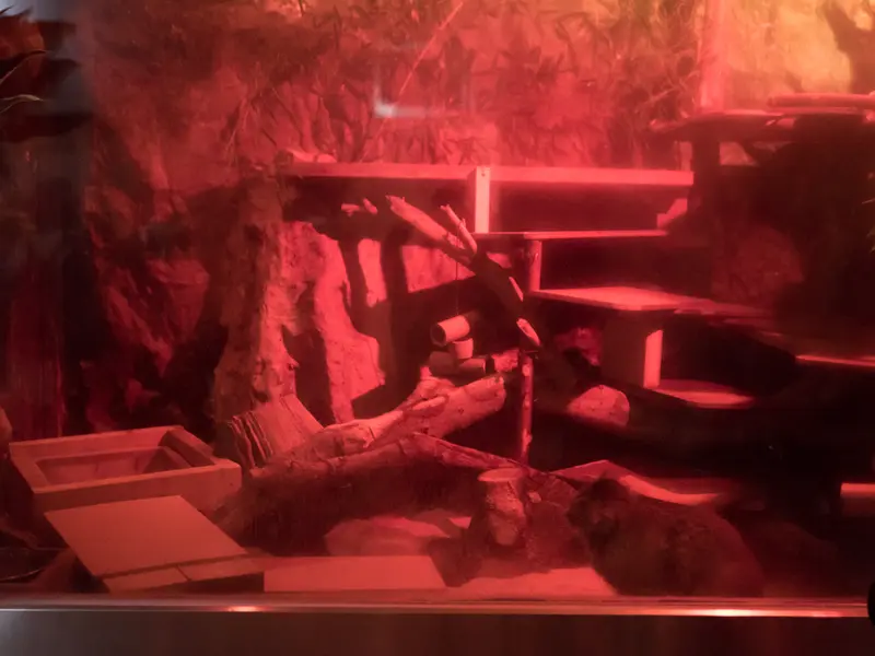 A photograph of Naim in Ueno Zoological Gardens