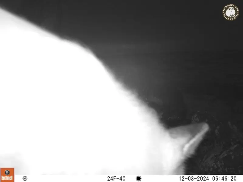 A photograph of Red fox from Koshkar camera trap