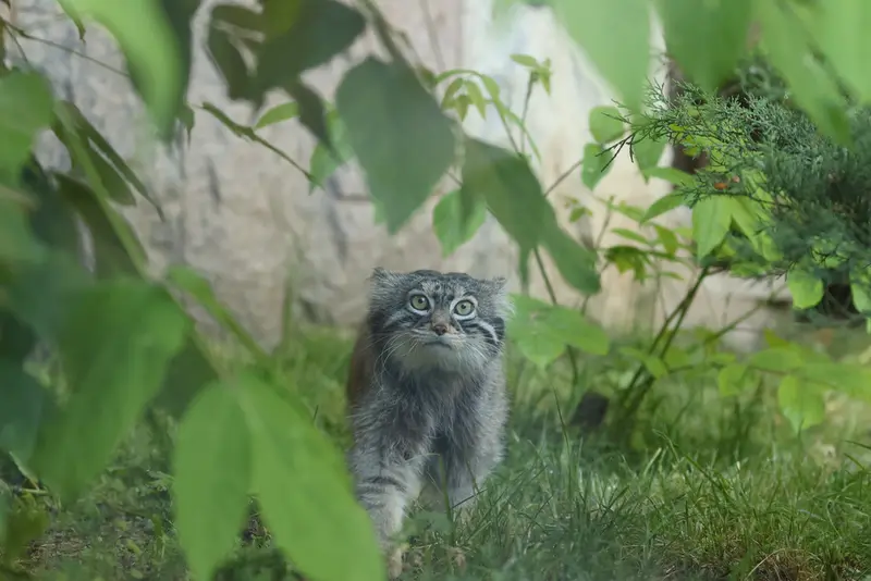 A photograph of a Pallas's cat