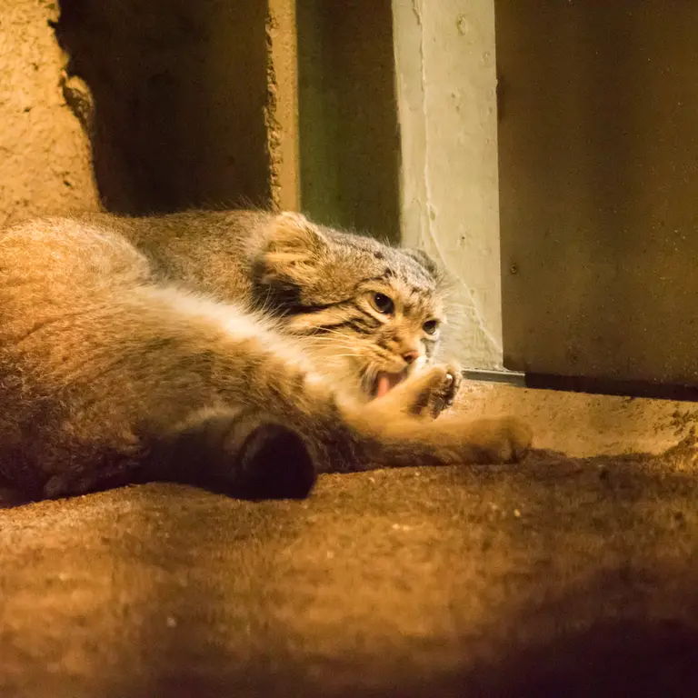 A photograph of Figa in Nogeyama Zoo