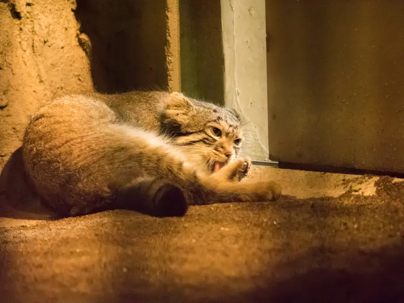 A photograph of Figa in Nogeyama Zoo