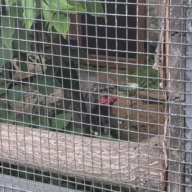 A photograph of Pepe in Leningrad zoo