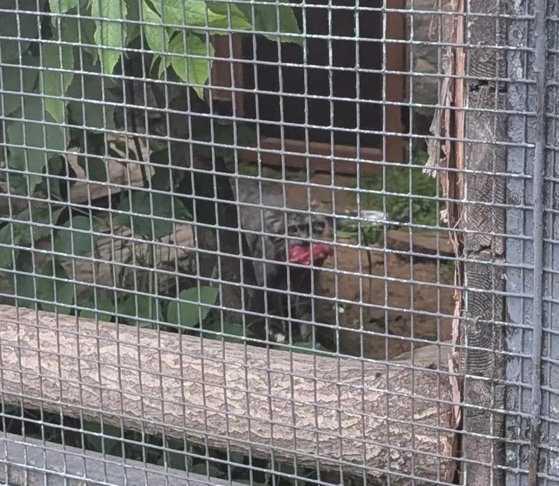 A photograph of Pepe in Leningrad zoo