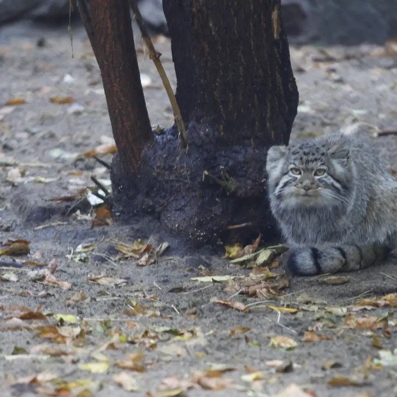 A photograph of Kitten of Eve b.2026 Ⅰ in Novosibirsk Zoo