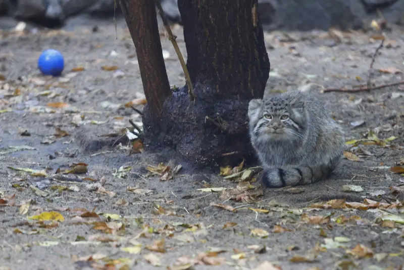 A photograph of Kitten of Eve b.2026 Ⅰ in Novosibirsk Zoo