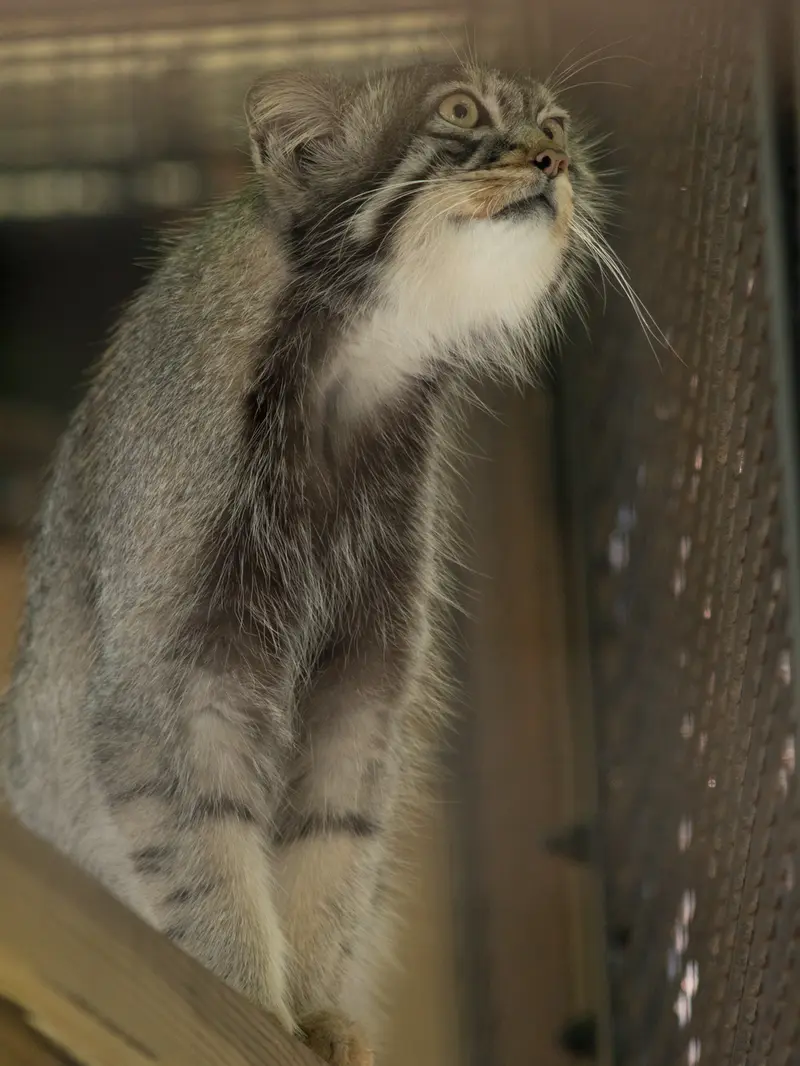 A photograph of Hide in Asahiyama Zoo
