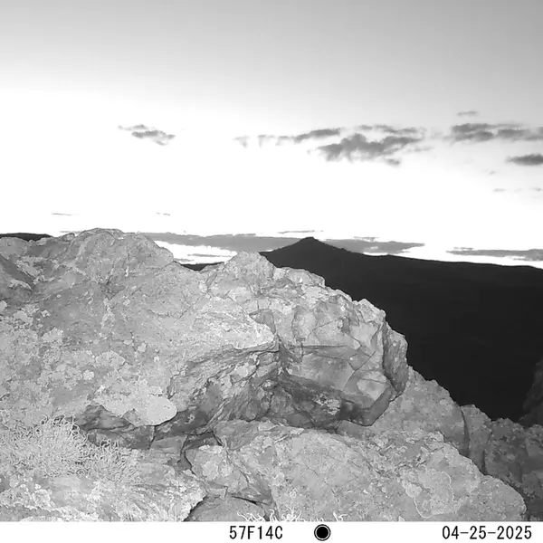 A photograph of a Pallas's cat from Besshoky 1 camera trap