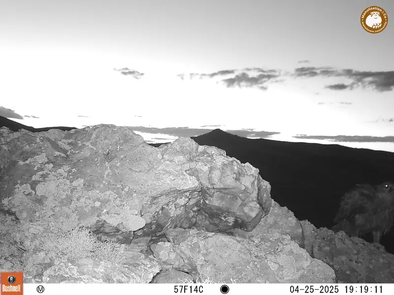 A photograph of a Pallas&#039;s cat from Besshoky 1 camera trap