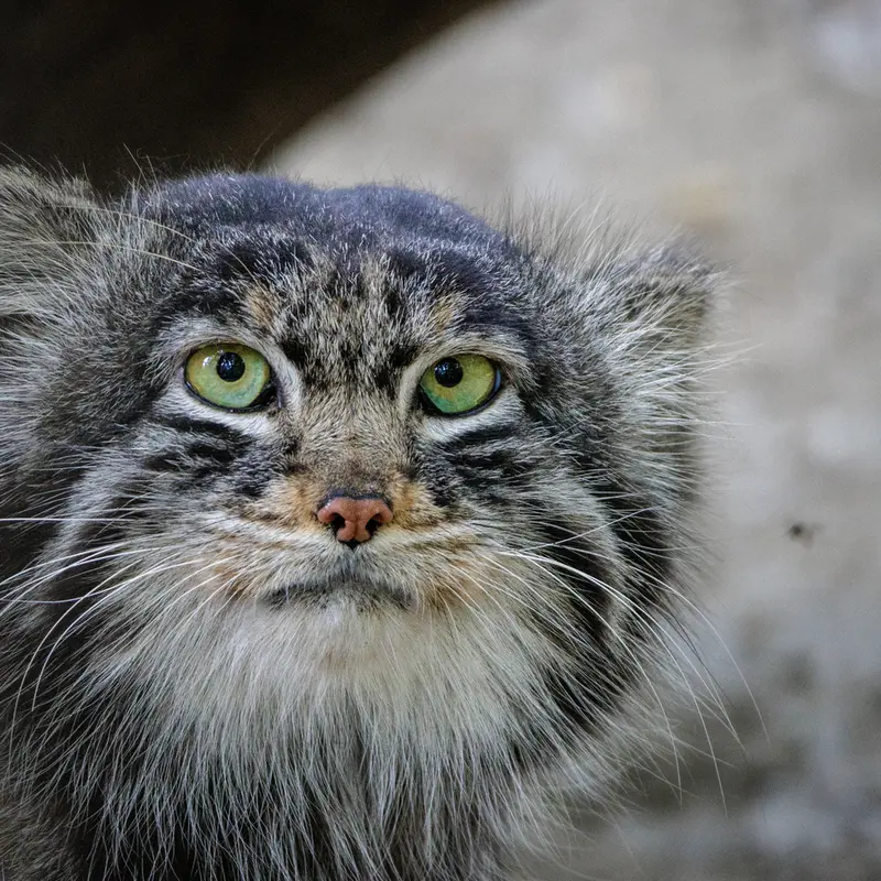 A photograph of Marik in Novosibirsk Zoo