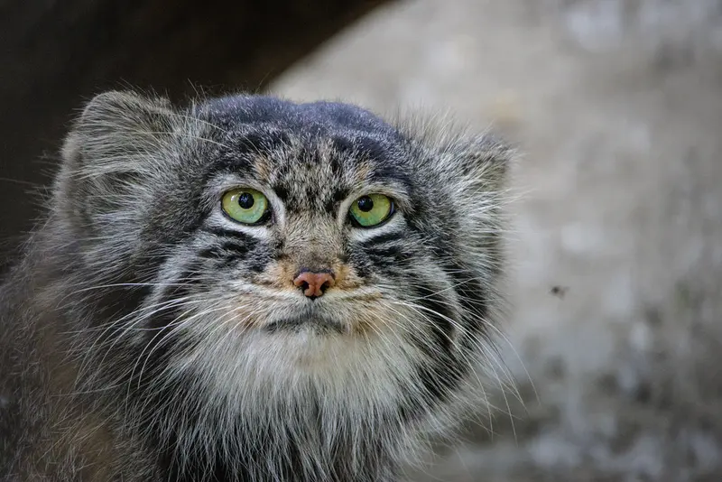 A photograph of Marik in Novosibirsk Zoo