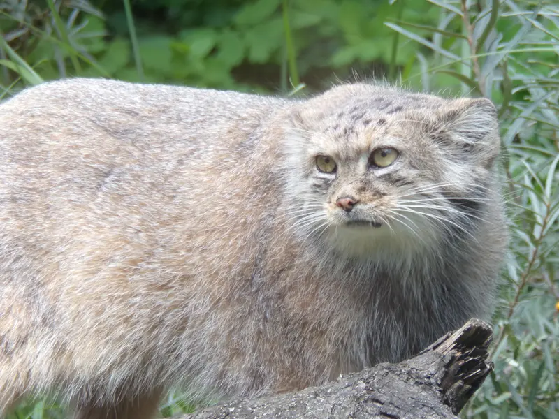 A photograph of Zarina in Wrocław Zoo