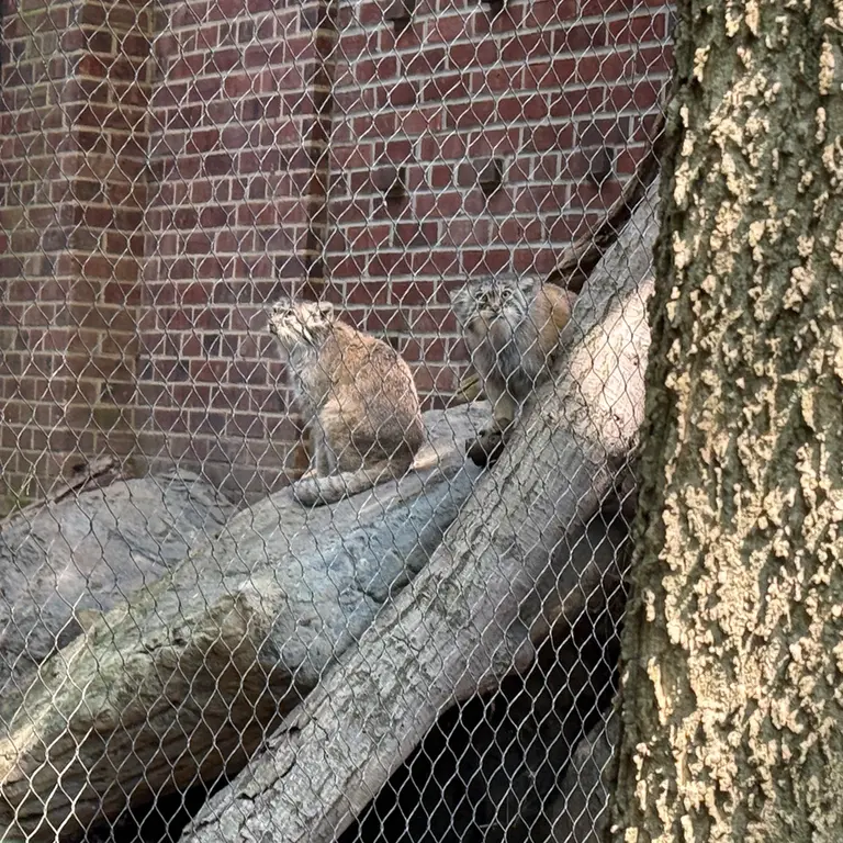 A photograph of Sarnai and Batu in Prospect Park Zoo