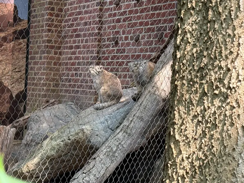 A photograph of Sarnai and Batu in Prospect Park Zoo