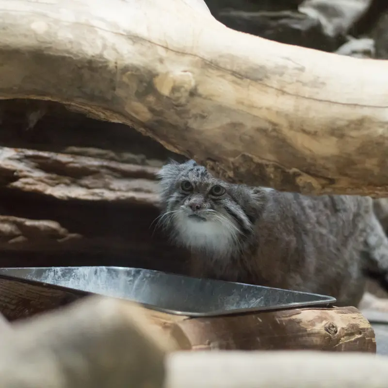 A photograph of Klyon in Ueno Zoological Gardens