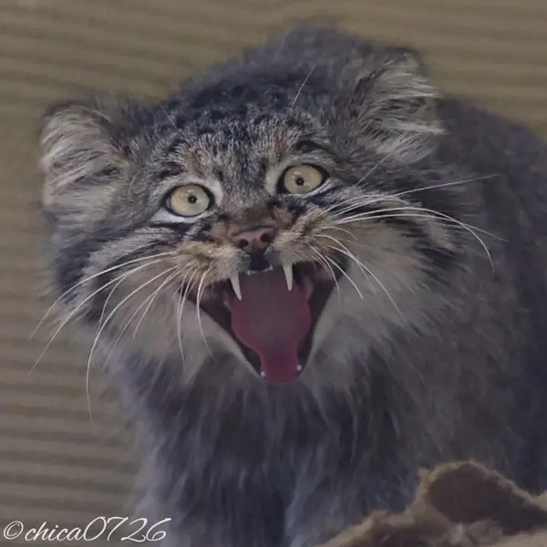 A photograph of Hide in Asahiyama Zoo