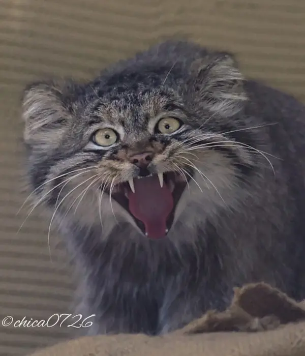 A photograph of Hide in Asahiyama Zoo
