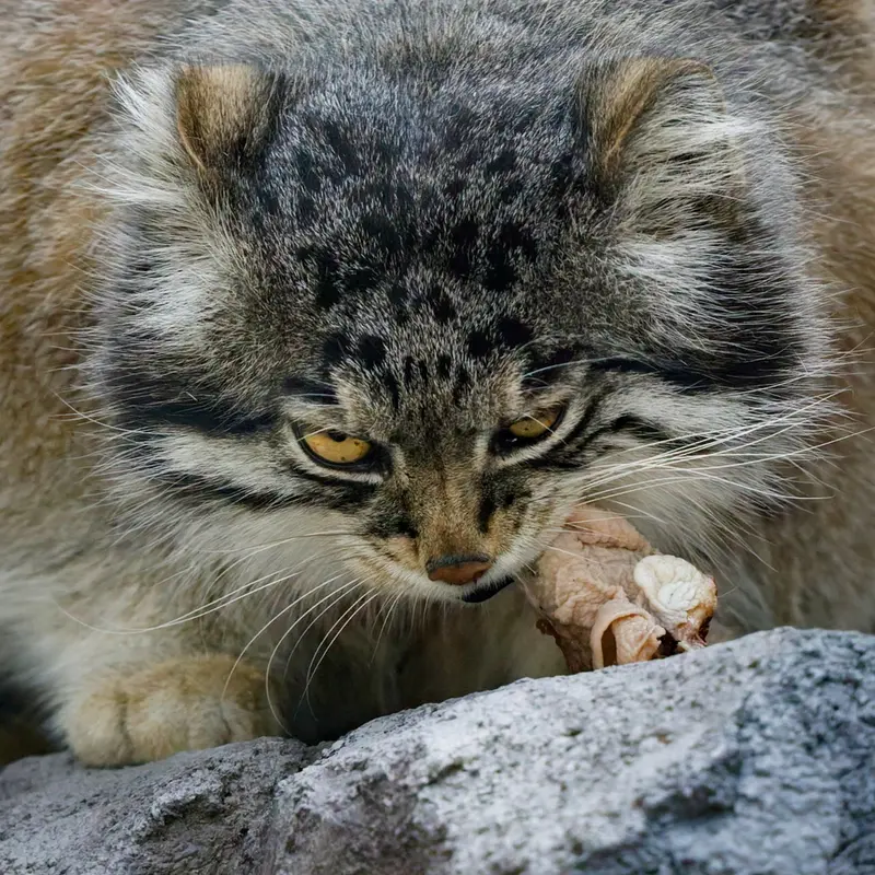 A photograph of Grusha in Asahiyama Zoo