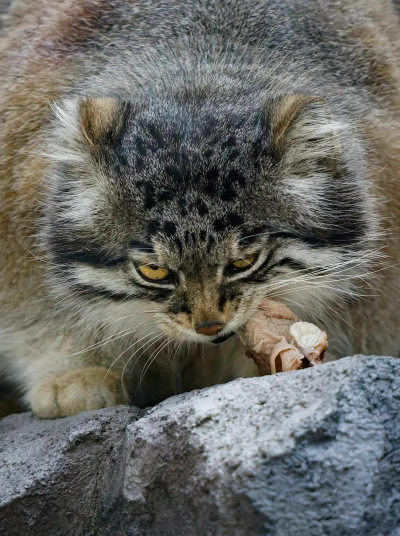 A photograph of Grusha in Asahiyama Zoo