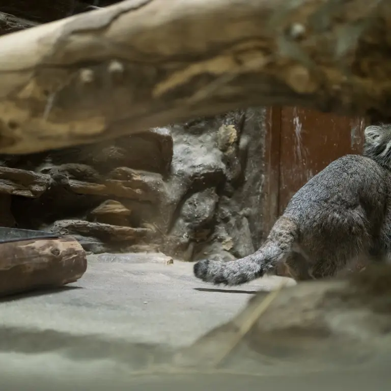 A photograph of Klyon in Ueno Zoological Gardens