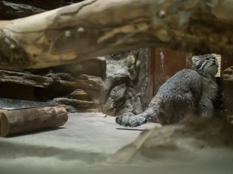 A photograph of Klyon in Ueno Zoological Gardens