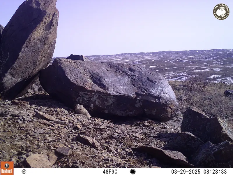 A photograph of Kazakh pika from Koshkar camera trap