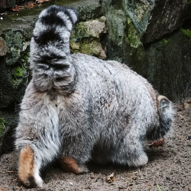 A photograph of Grey in Novosibirsk Zoo